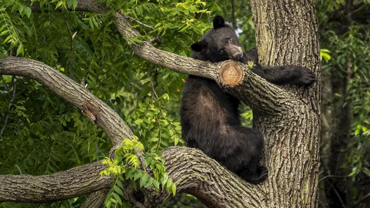 Virginia Hunter Killed by Falling Bear