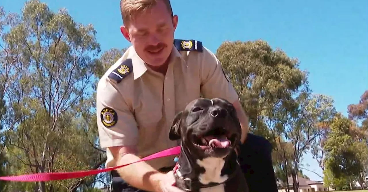 Dog Saved From Starvation Reunited With His Rescuer