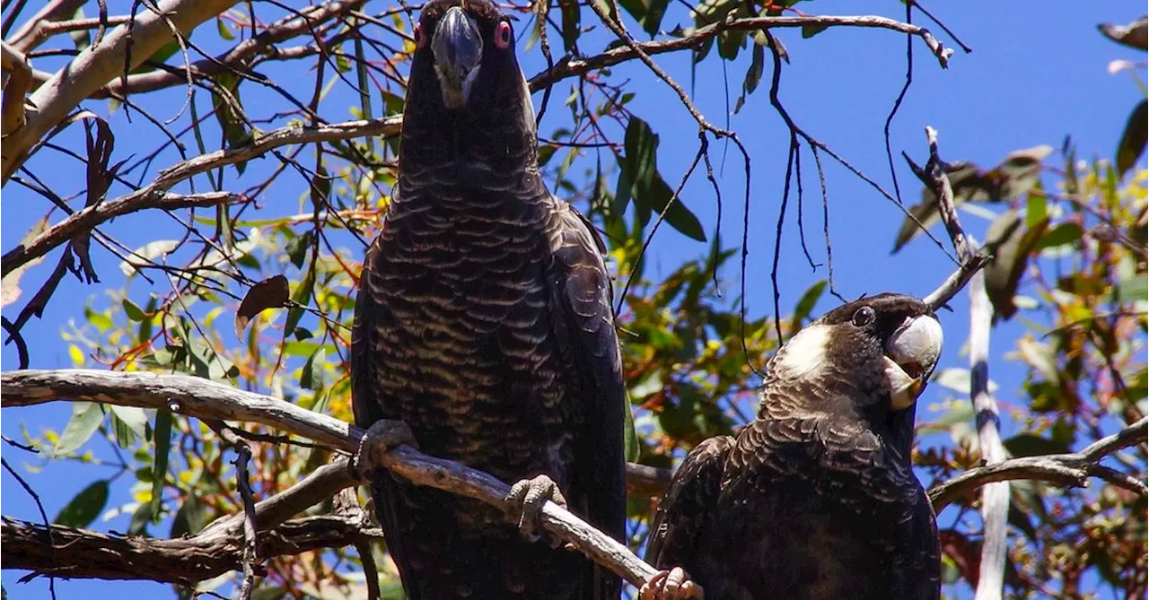 Urgent Action Needed to Save Endangered Carnaby's Cockatoo