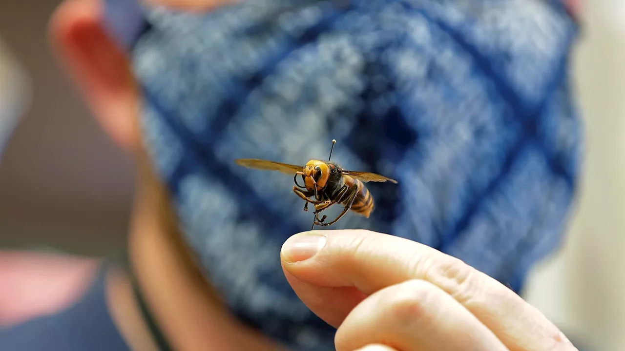 Asian Giant Hornet Eradicated from US