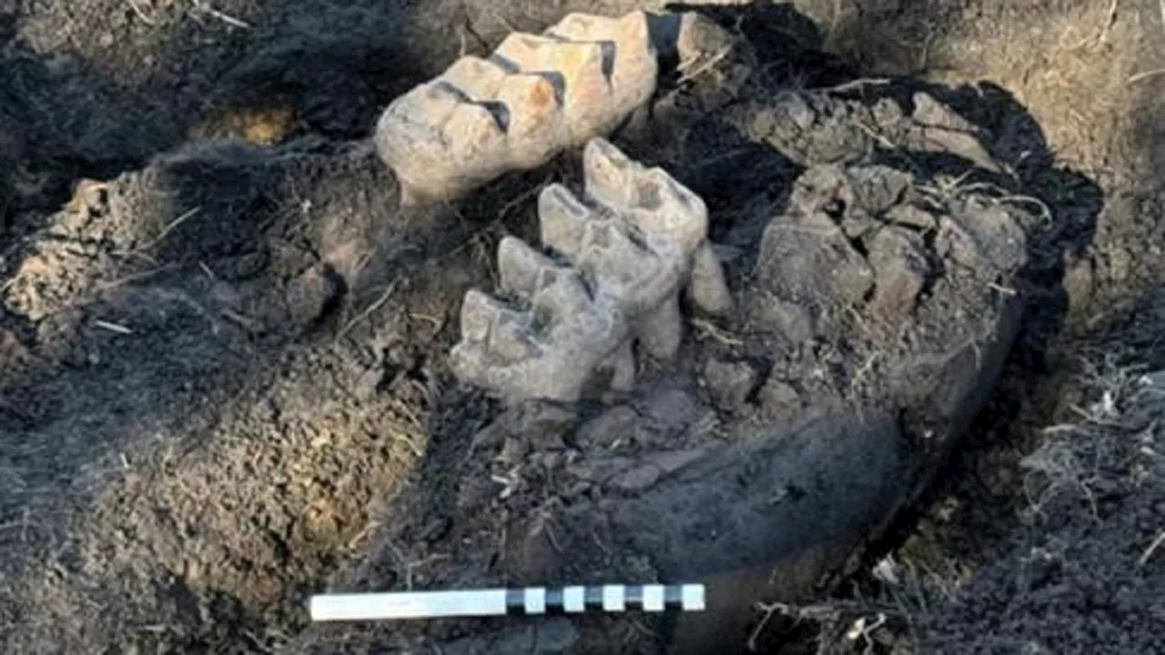 Complete Mastodon Jaw Unearthed in New York Backyard