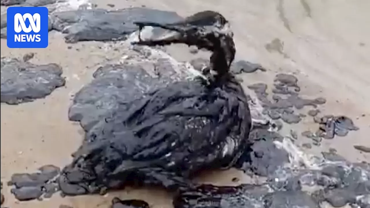 Major Oil Spill in Black Sea Leaves Russian Coastline Contaminated