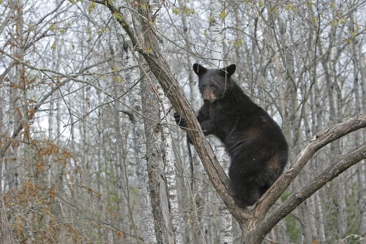 Chasseur Américain Tué Après Qu'un Ours Chute Sur Lui