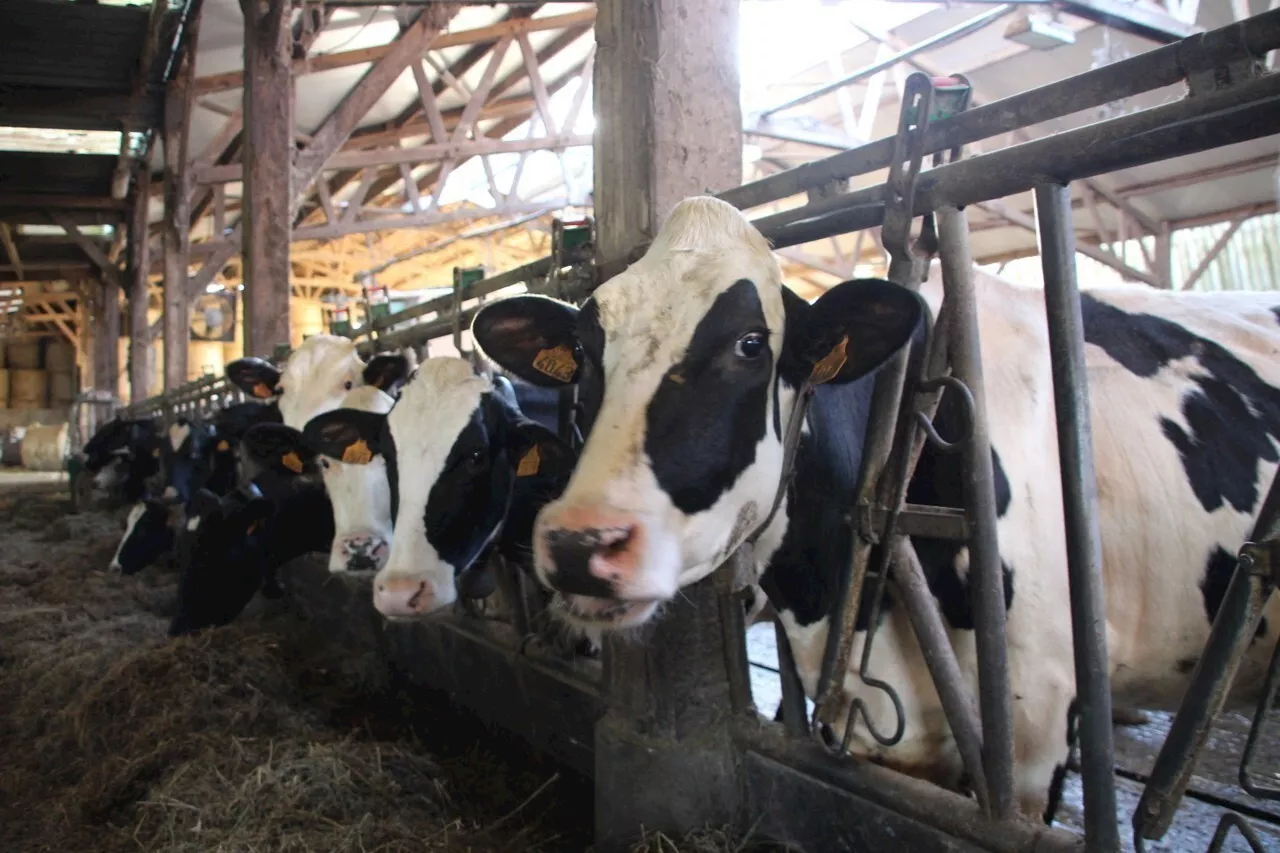 Marché aux Bestiaux de Châteaubriant : Le Compte-Rendu du 18 Décembre 2024