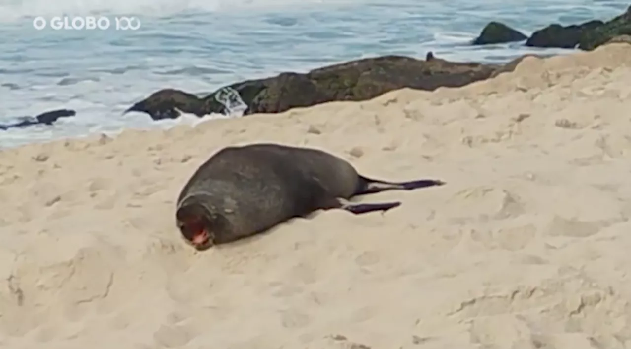 Lupo marino si fa prendere il sole a Ipanema