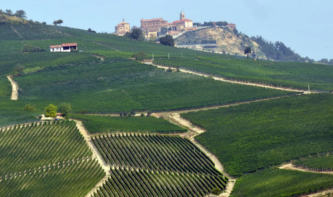 Vendemmia 2024 in Piemonte: Un Mezz Miracolo