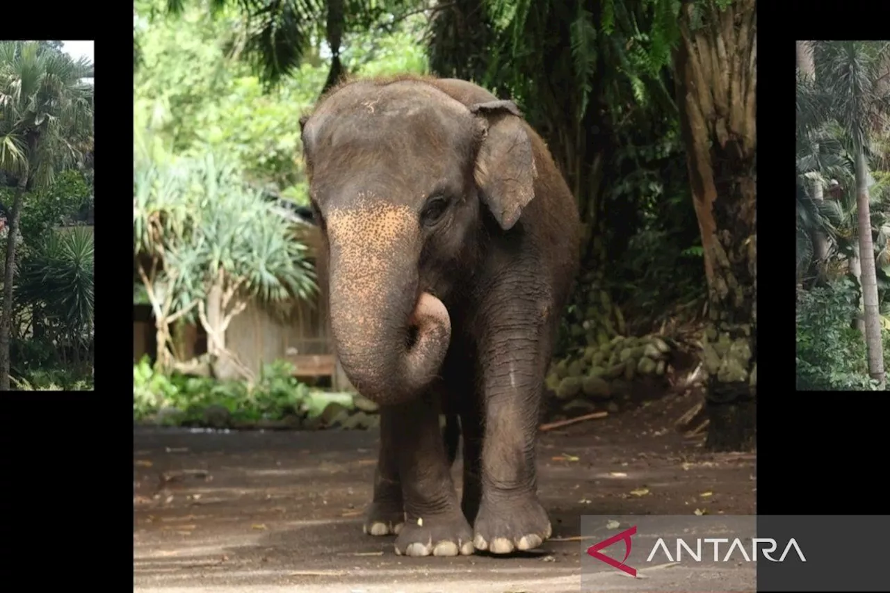 Gajah Sumatra Molly Tewas Terseret Arus di Bali