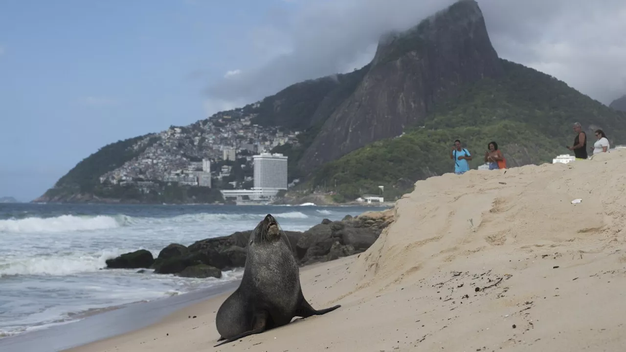 Fur Seal Surprises Beachgoers on Ipanema