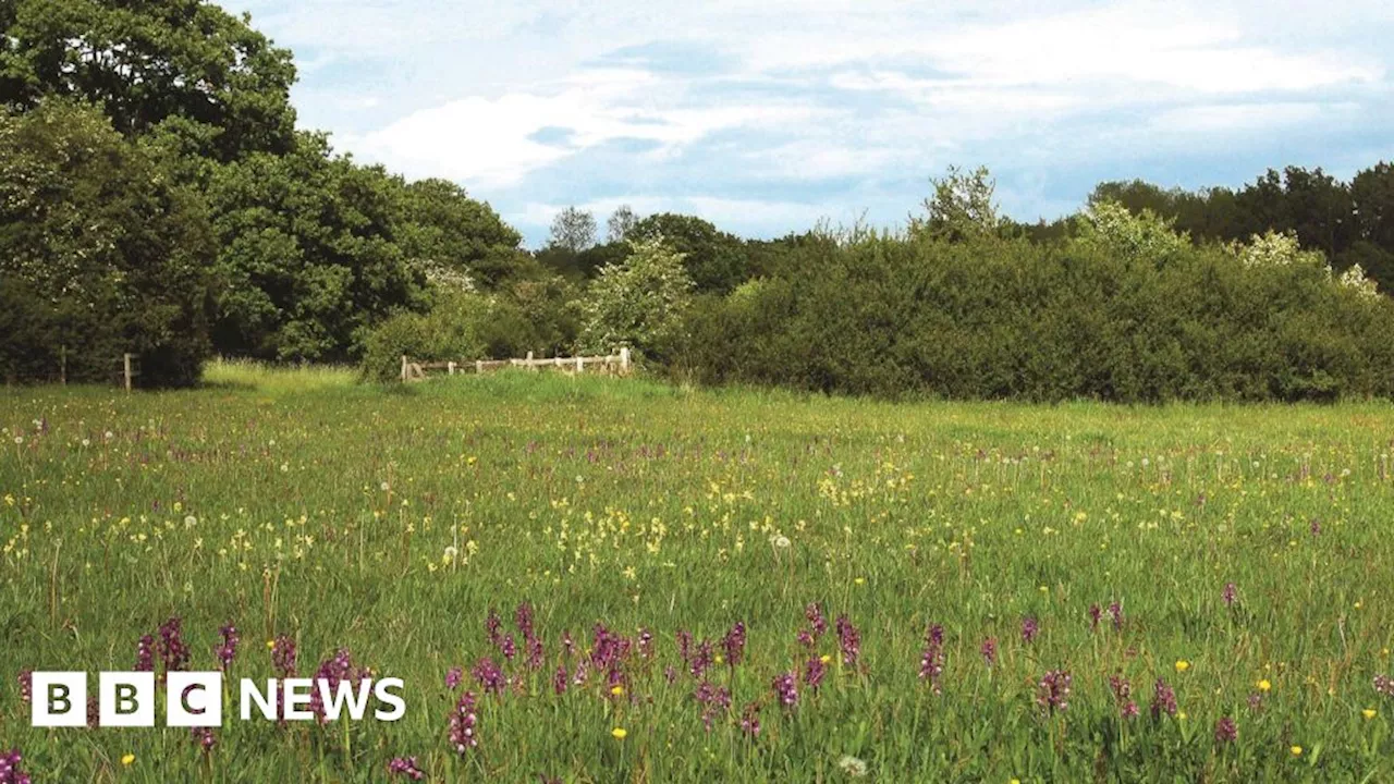 Wildlife Trust Secures Funding to Restore Bernwood Meadows