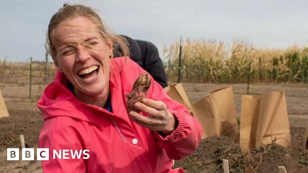 Heat-Resistant Potatoes Developed to Combat Climate Change Impacts