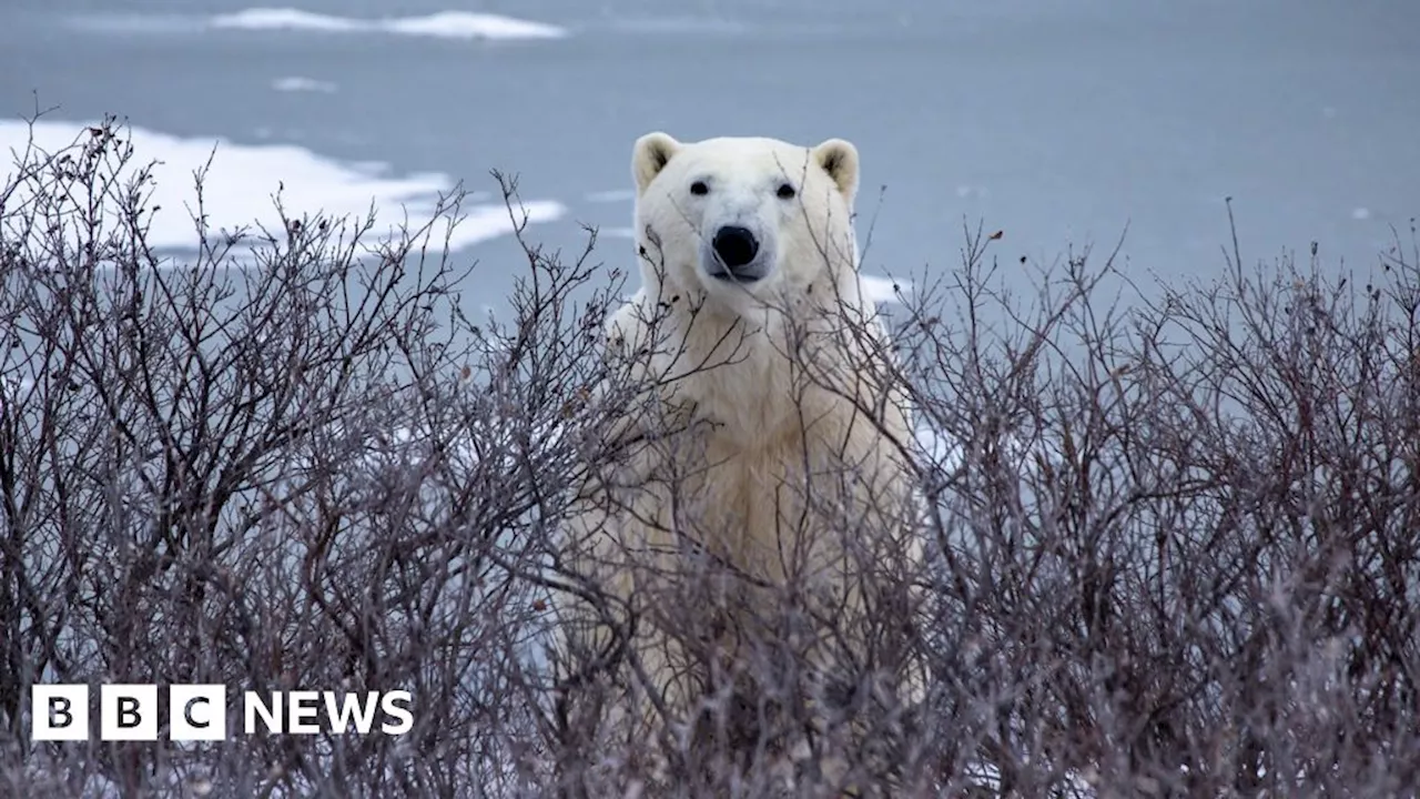 Polar Bears: 'Canaries in the Coal Mine' of Climate Change