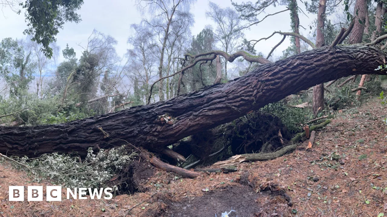 Storm Darragh: More than 120 trees cleared in Exmoor