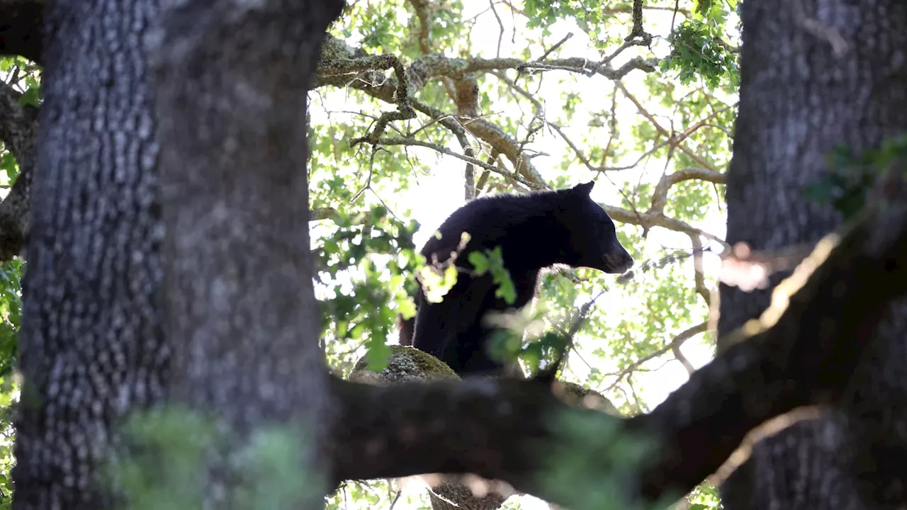 Chasseur tué après une chute d'ours dans l'État de Virginie