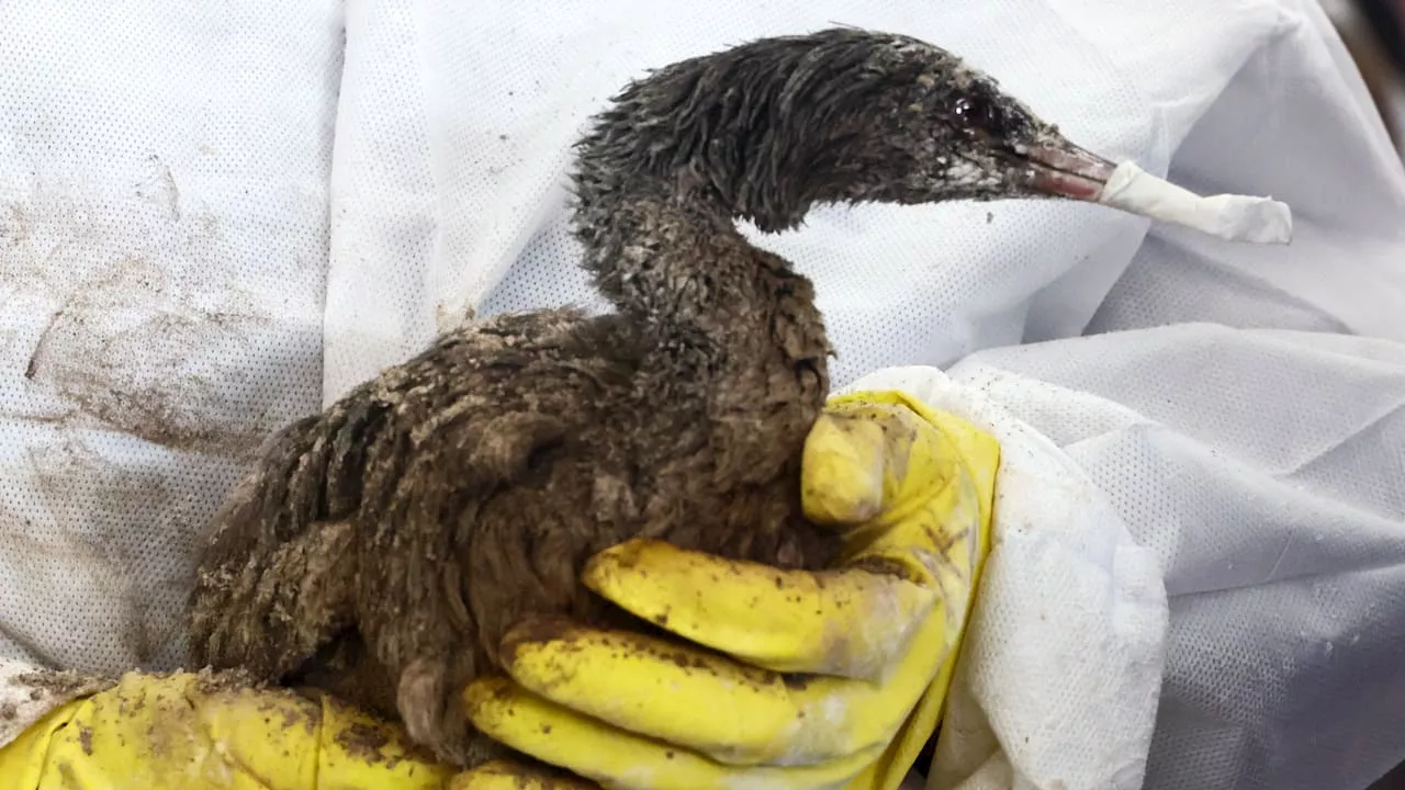 Tanker verliert Öl: Natur nach Katastrophe am Schwarzen Meer in Gefahr