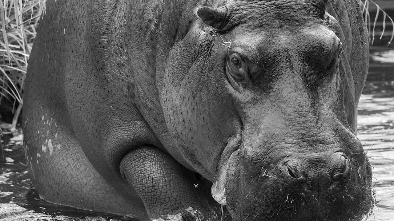 Trauer im Berliner Zoo: Flusspferd Nicole ist tot