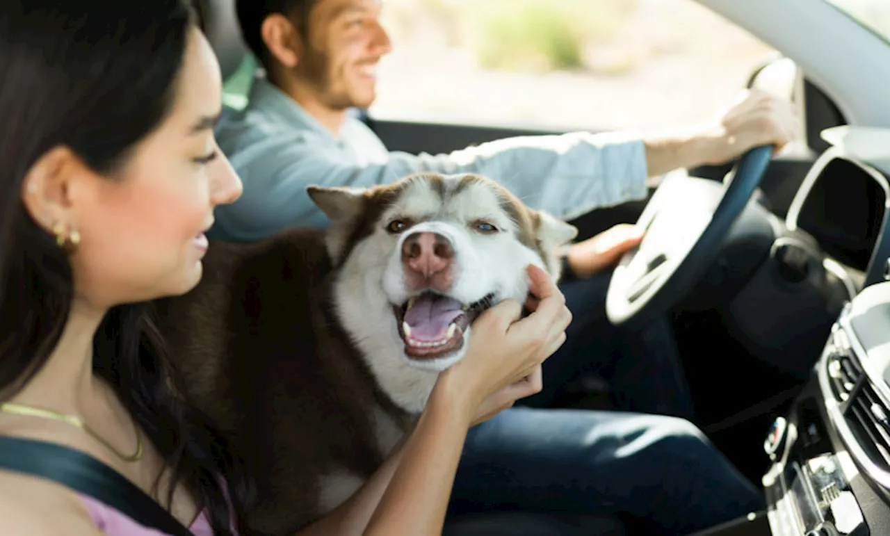 Pet Travel Checklist for a Smooth Holiday