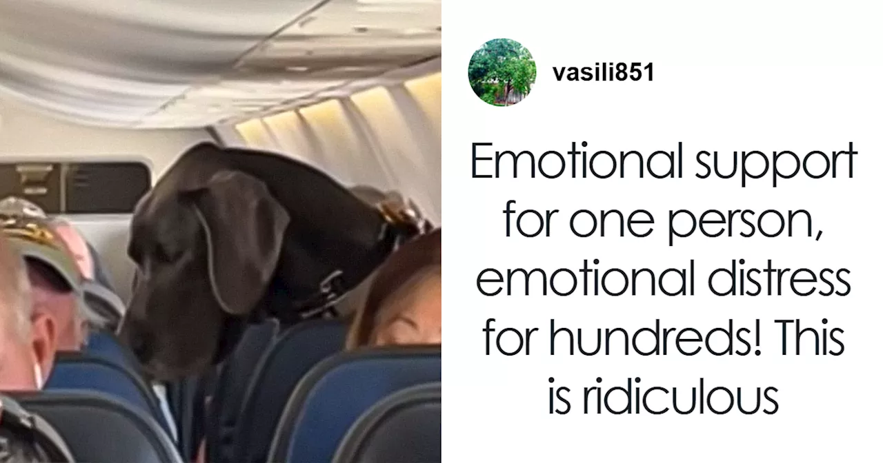 Debate Erupts Over 'Support Animal' Great Dane Boarding a Plane