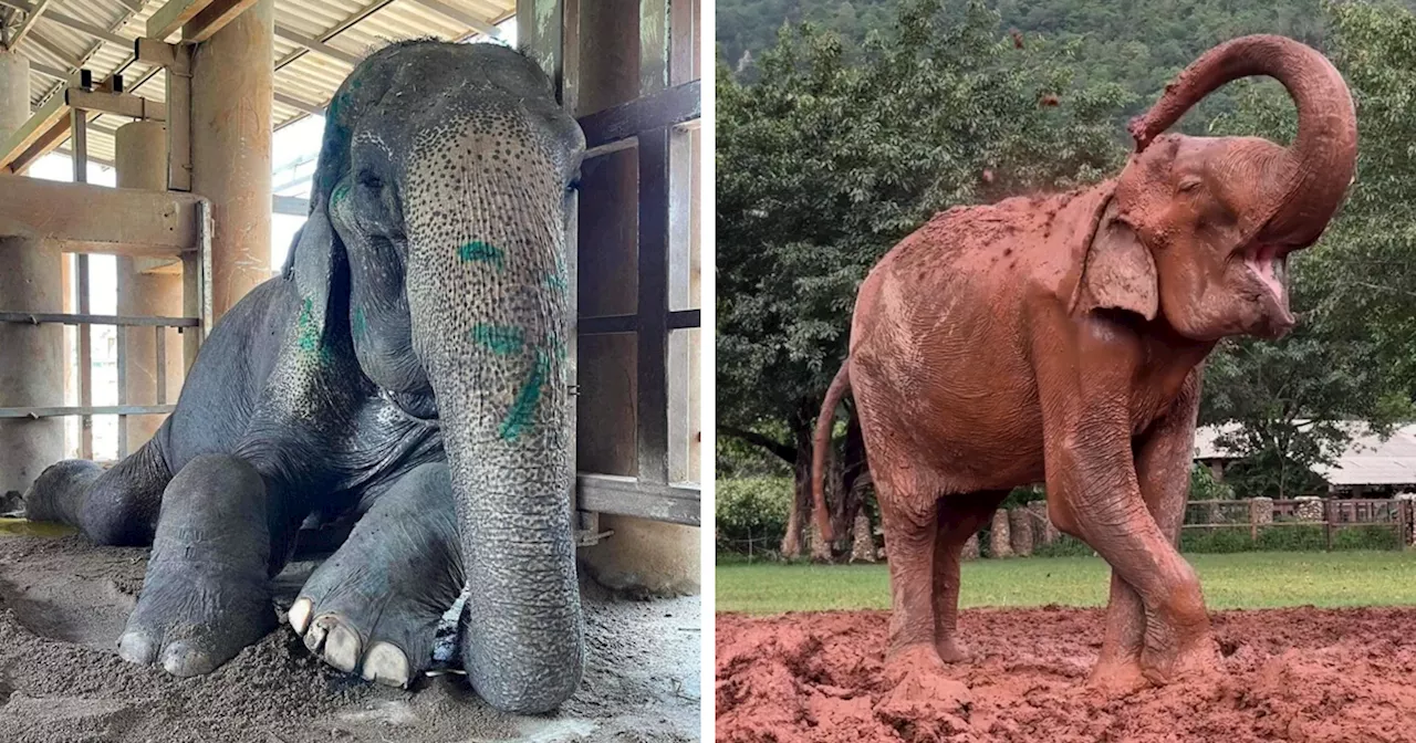 Elderly Elephant SomBoon Finds Rest After 80 Years of Hard Labor