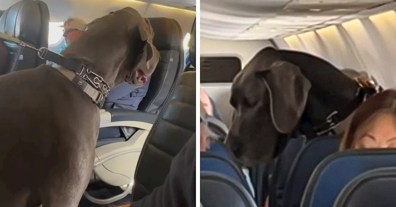 “This Is Ridiculous”: Passenger Dragged For Unleashing “Emotional Support” Great Dane On Plane