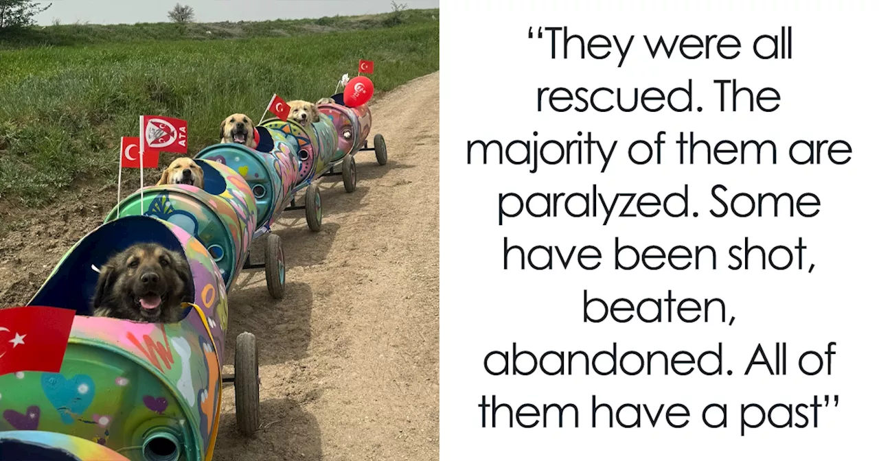 Turkish Woman Builds Dog Train for Rescued Pups