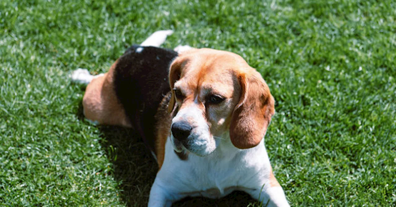 Lawmakers Meet Rescued Beagle from Fauci's Lab, Vow to End Animal Testing