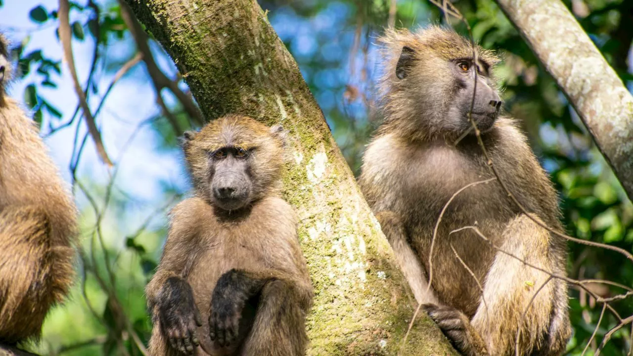 Baboon Monitor Attacked With Firearm in Cape Town