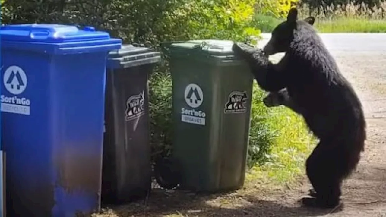 Clever Bears Outsmart Bear-Resistant Bins in Tofino/Ucluelet