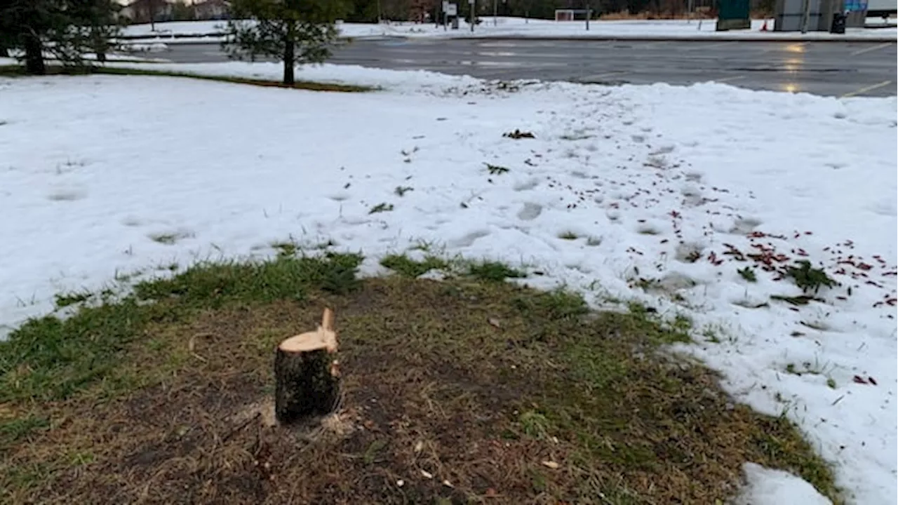 Ottawa City Park Tree Mysteriously Cut Down