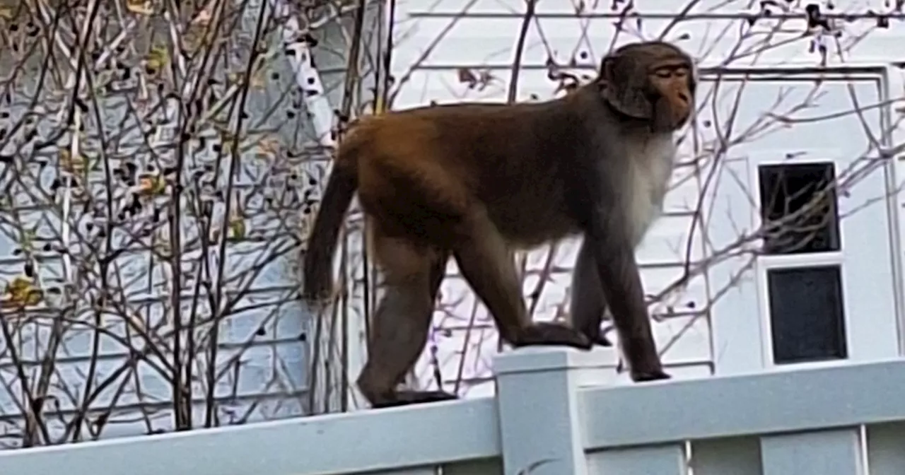 Monkeys Spotted Roaming in Central Florida, Police Warn Residents