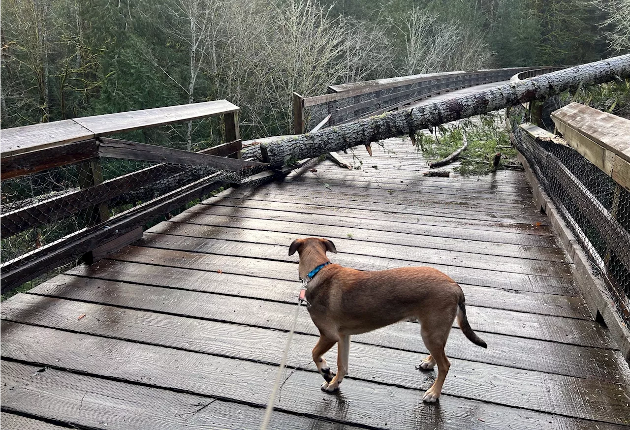 Galloping Goose Trail Closed After Tree Falls on Sooke Trestle