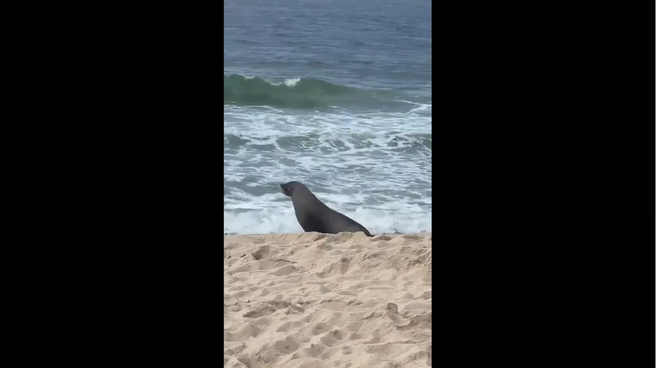 Vídeo: Lobo-marinho aparece na areia e vira atração turística em Ipanema, no Rio