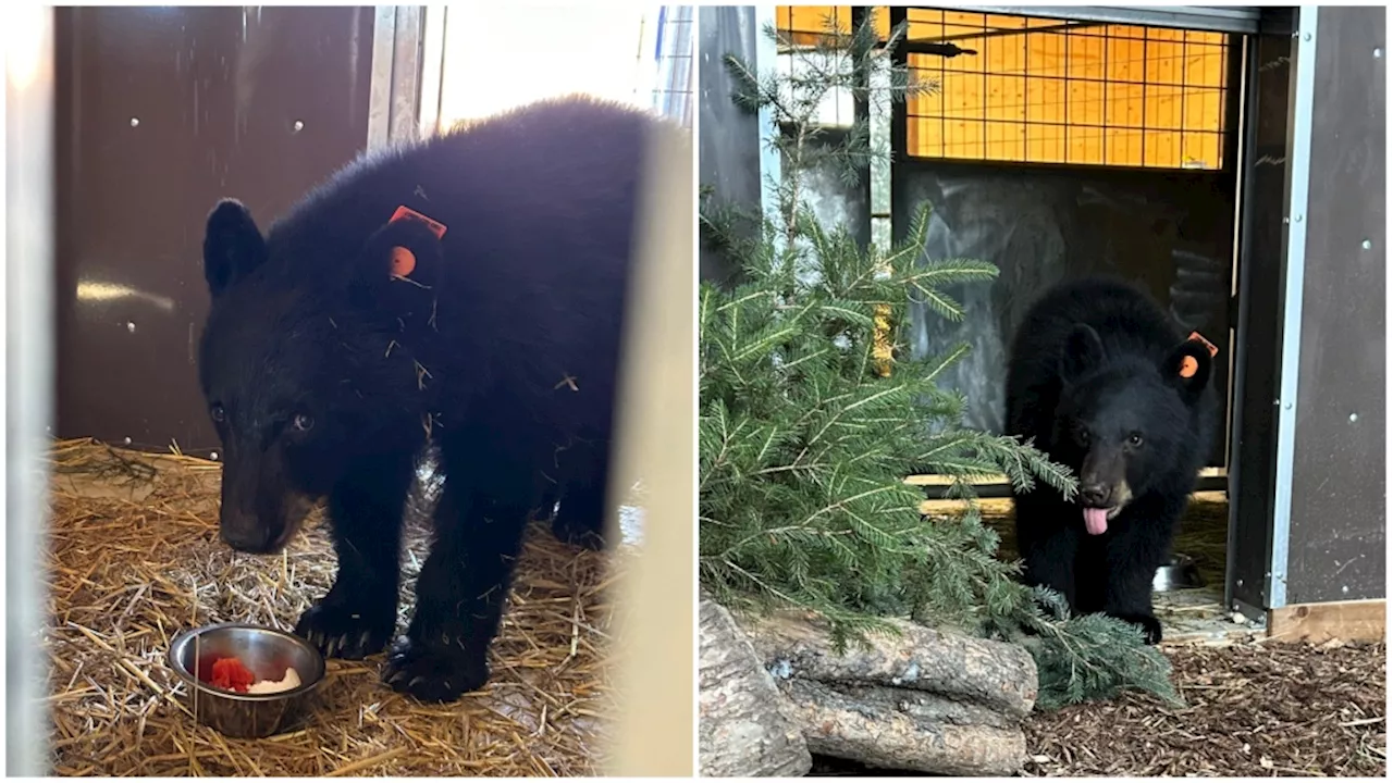 Emaciated Black Bear Cub Found Alone in Alberta