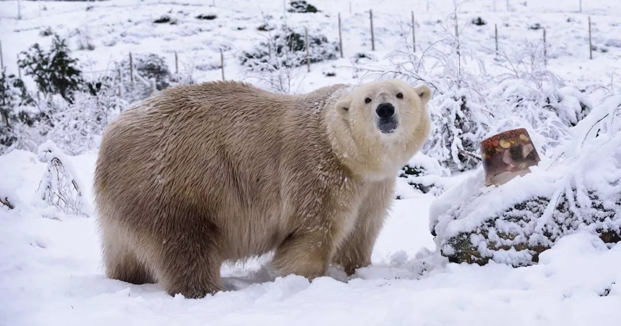 Geriatric Care for 'Lovely' Polar Bear at Scottish Wildlife Park