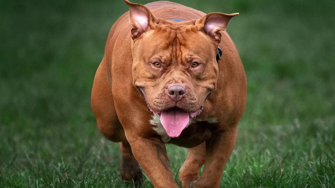 High Court Upholds XL Bully Dog Ban