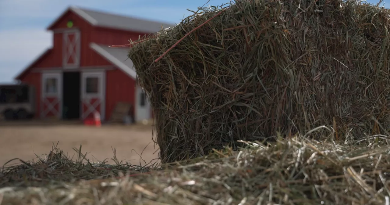 Horse Sanctuary Needs Hay After Snowstorm