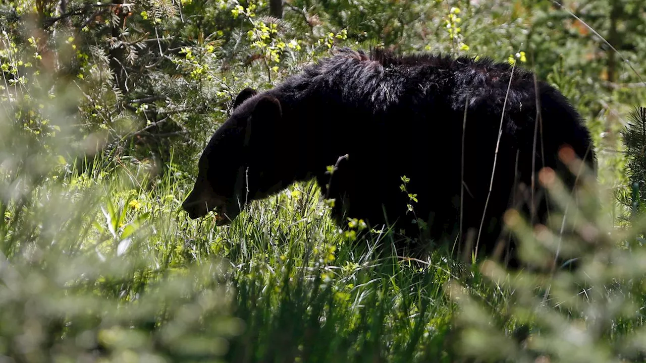 Vorfall im Osten der USA: Erschossener Bär stürzt von Baum auf Jäger