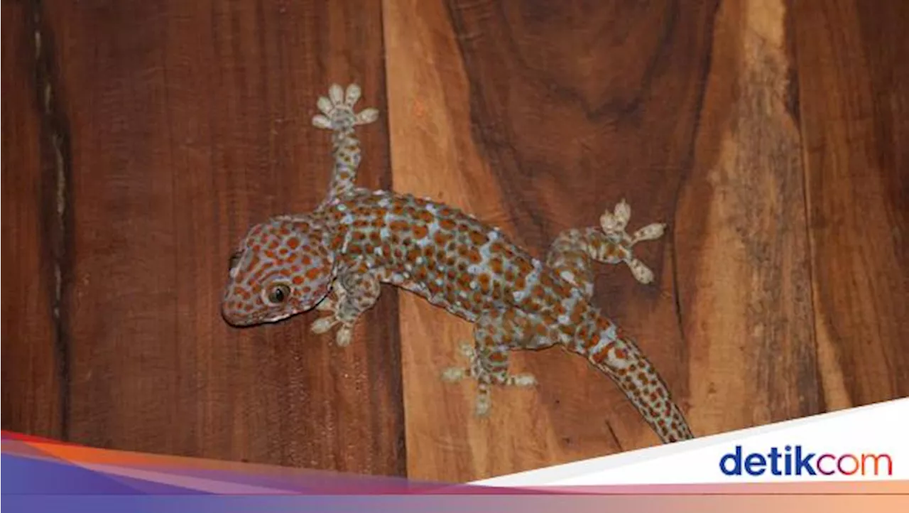 Cara Mengusir Tokek dari Rumah dengan Bahan Dapur