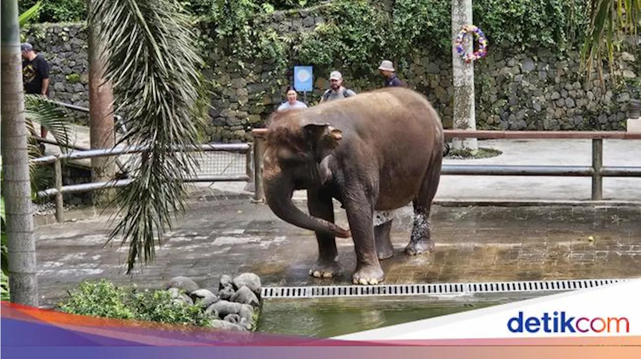 Gajah Moly di Bali Zoo Meninggal Terseret Banjir