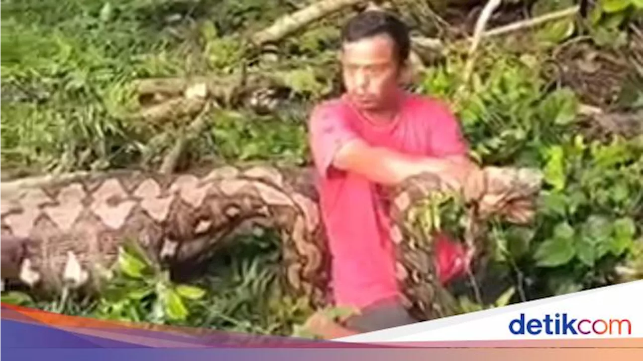 Momen Warga di Enrekang Tangkap Ular Piton 7 Meter yang Telan Anak Sapi