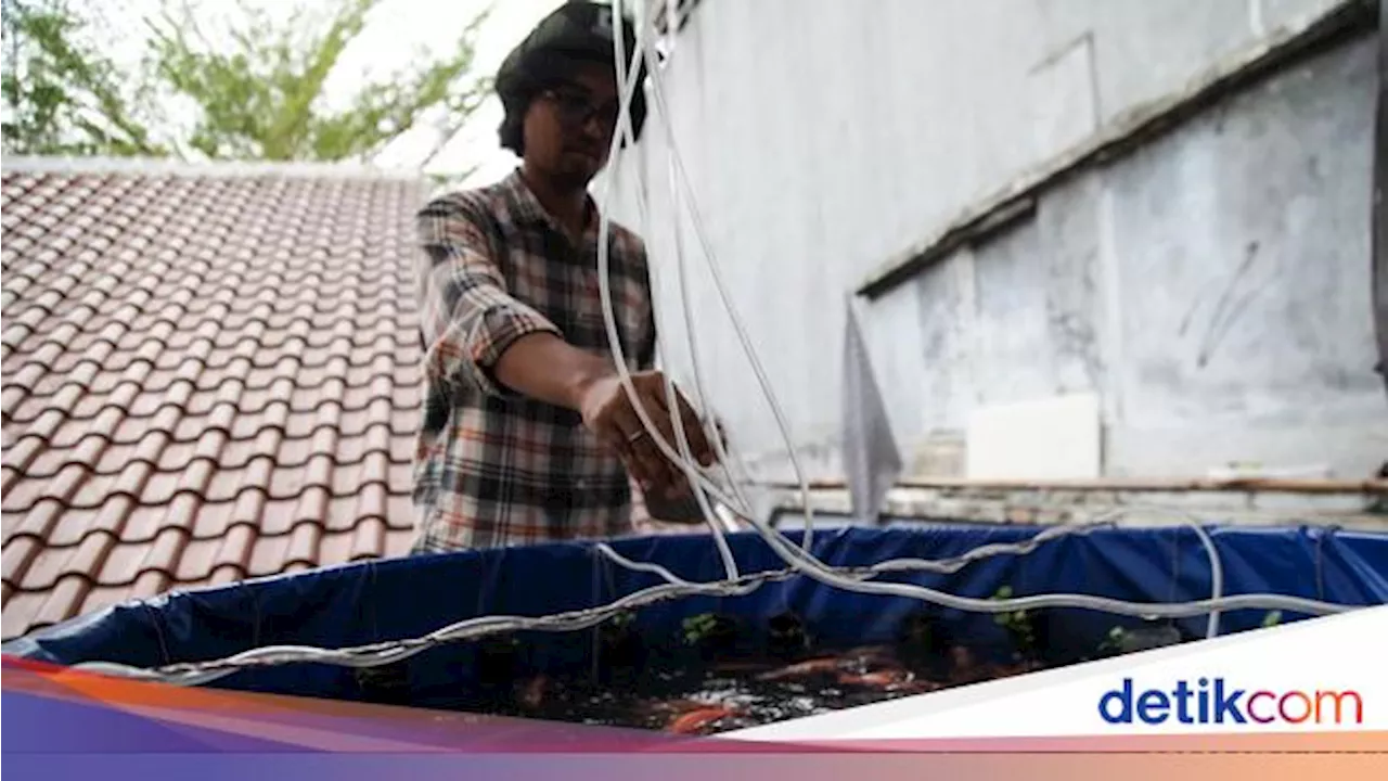 Budidaya Ikan Nila di Atap Rumah dengan Teknik Bioflok