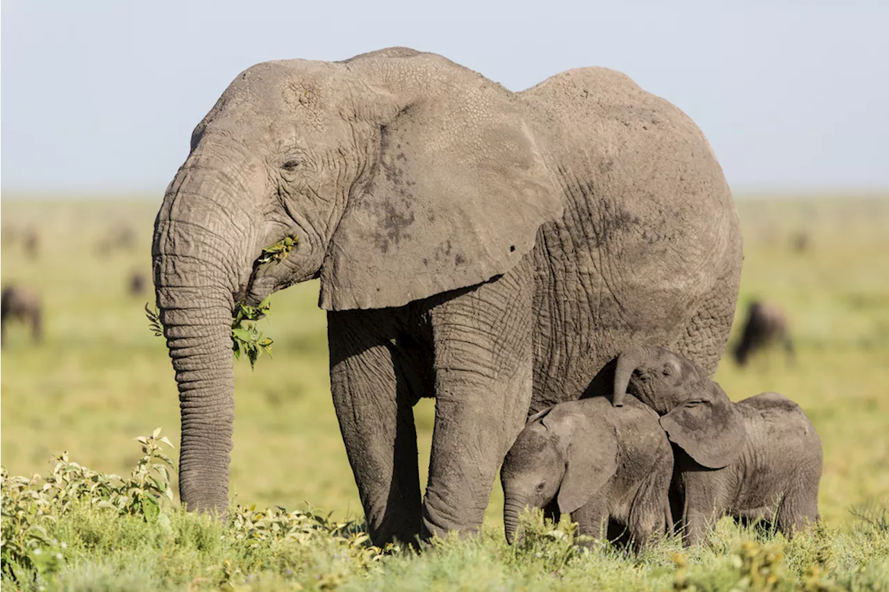 Rare Elephant Twins Born in Thailand