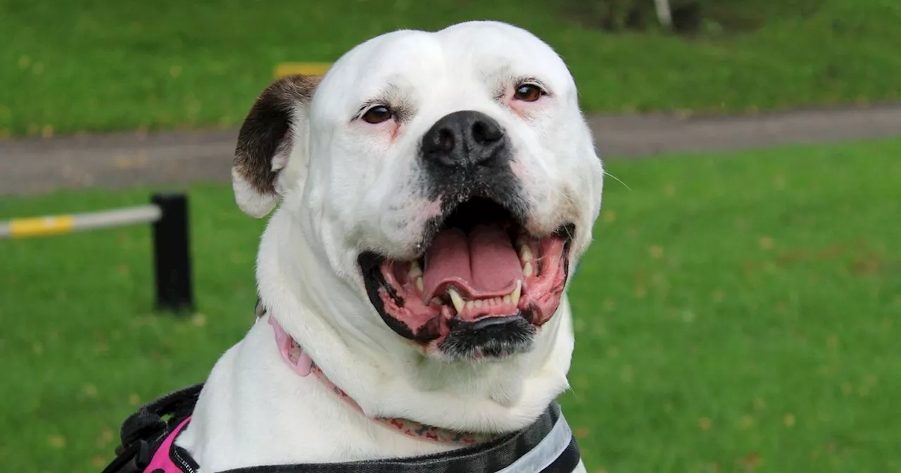 Eight-Year-Old Dog Angel Still Searching for Forever Home After 1,000 Days