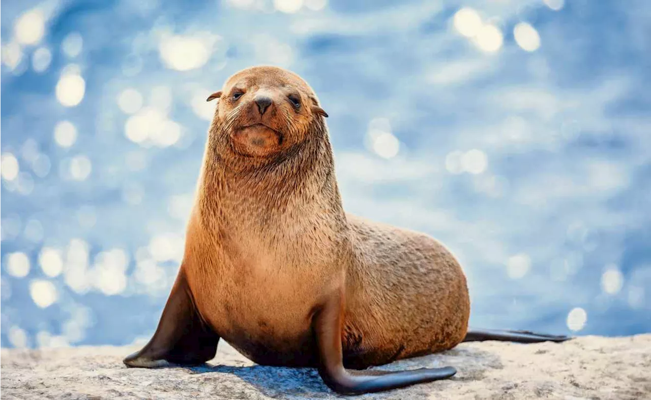 Documental explora la resiliencia de animales frente a desafíos similares a los humanos