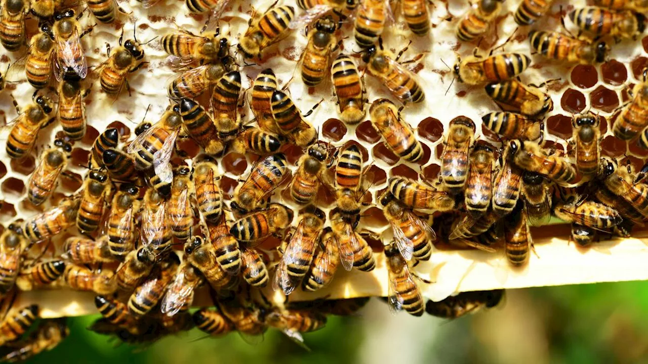 Trabajador de una finca murió al ser picado por más de 200 abejas