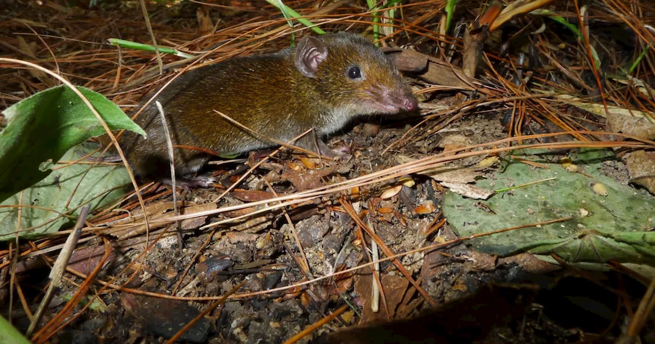 234 Nuevas Especies de Fauna y Flora Descubiertas en el Gran Mekong