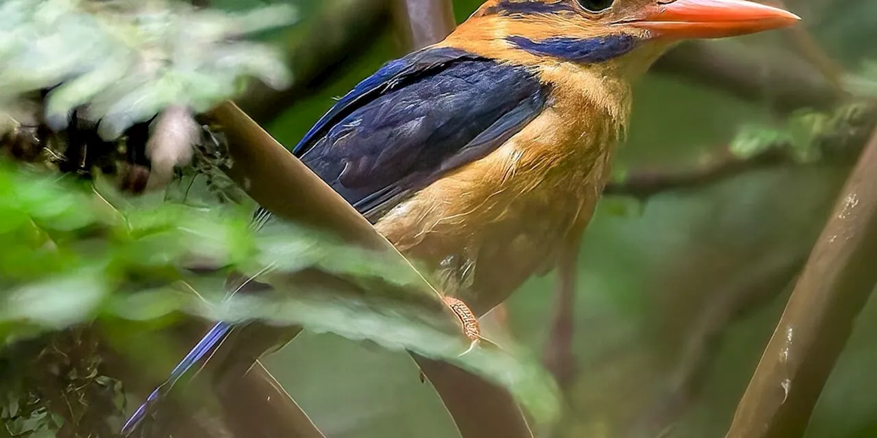 Entdeckung verschollener Vogelarten auf der abgelegenen Insel Bougaineville