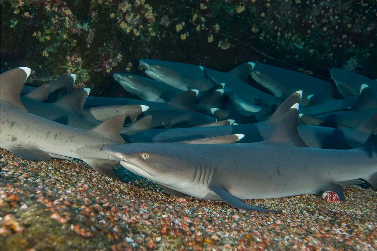 How Overfishing Is Pushing Sharks And Rays To The Brink