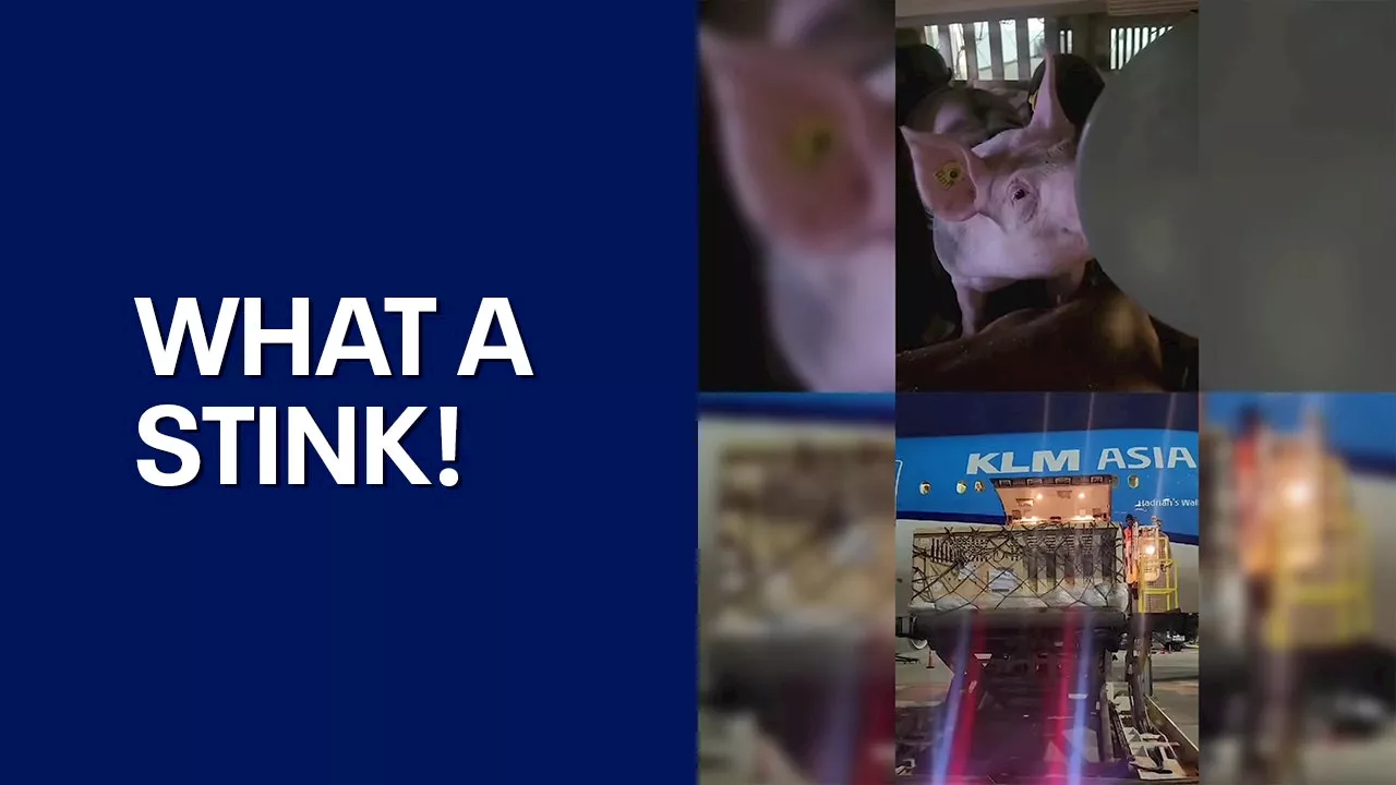 Pigs Force Flight Detour, Passengers Spend Christmas in Bermuda