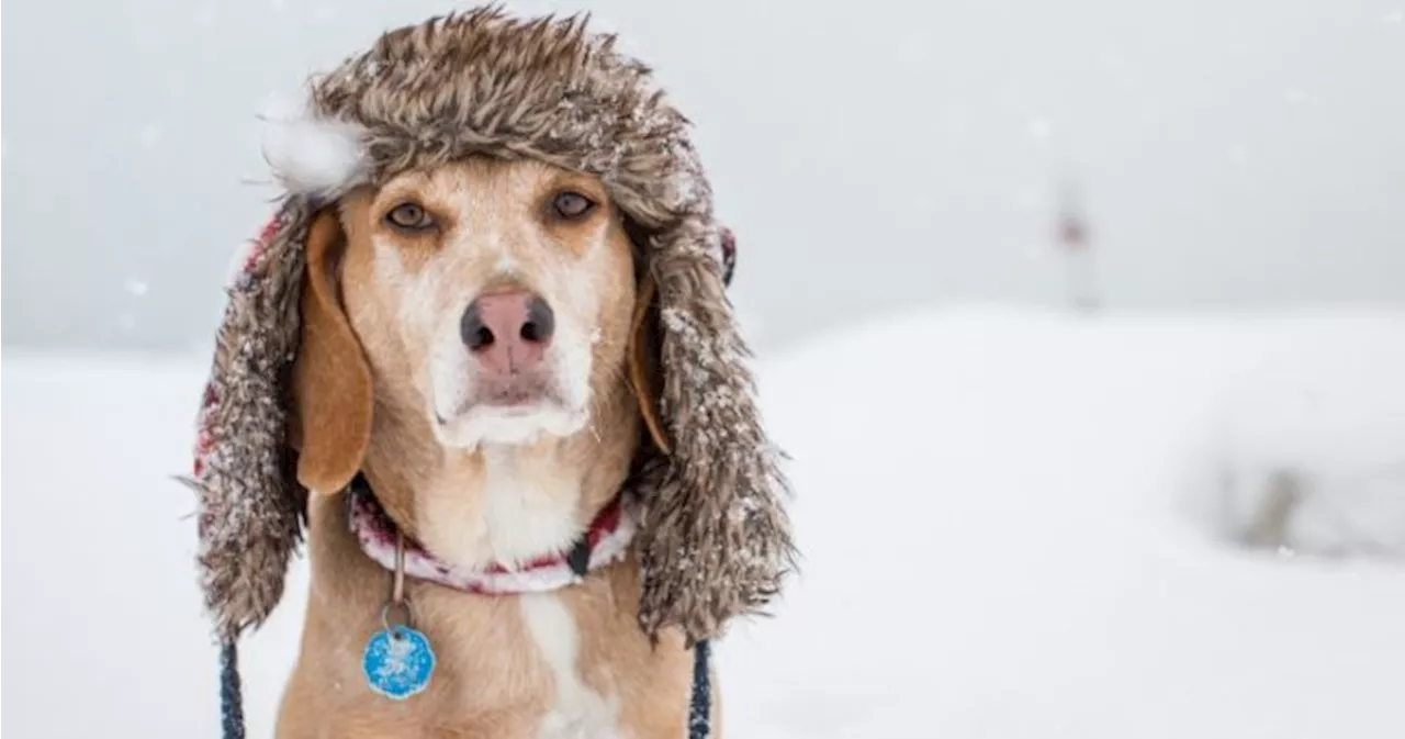 Alberta Braces for Christmas Storm with 10-15 cm of Snow