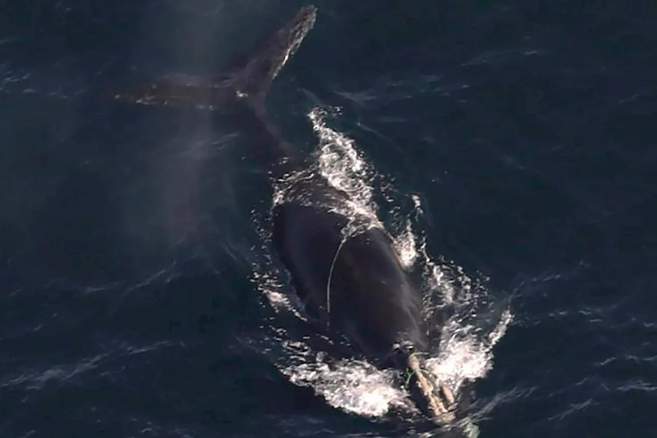 Two Endangered Right Whales Entangled in Fishing Gear off Massachusetts